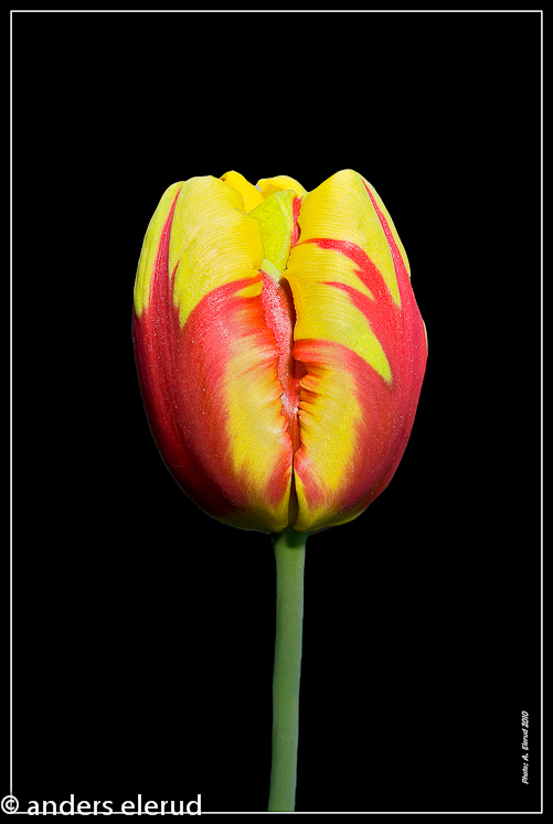 Simple Tulip